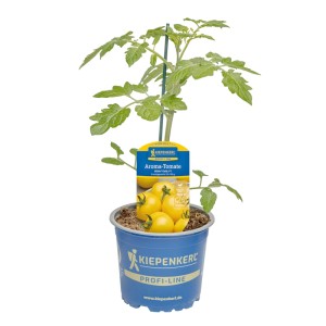 Kiepenkerl Tomate Alido Yellow im Topf, gelbe Cherrytomaten, ca. 12 cm Topf-Ø.