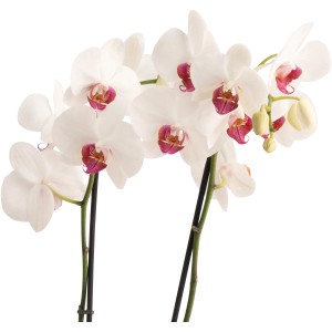 Schmetterlingsorchidee Red Eye von GROW by OBI, weiße Blüten mit roter Mitte, ca. 60-70 cm hoch.