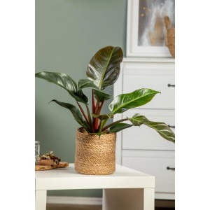 Philodendron 'Imperial Green' im Topf: Großblättriger Baumfreund als Zimmerpflanze für ein tropisches Ambiente.