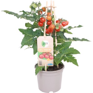 GROW by OBI Cherrytomate Pick & Joy im Topf mit roten und grünen Tomaten am Strauch.
