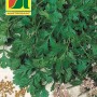Austrosaat Koriander Caribe Saatgutpackung mit Korianderpflanze und Samen.
