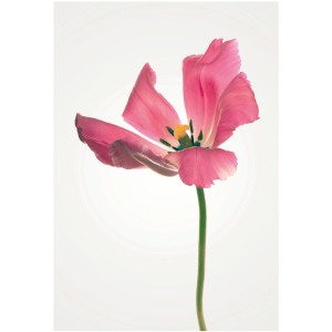 Komar Wandbild: Einzelne, pinke Tulpe auf weißem Hintergrund, 50x70 cm.