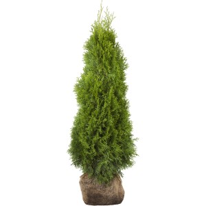 Lebensbaum "Smaragd" Set à 10 Stück Höhe ca. 160 - 180 cm Thuja occidentalis