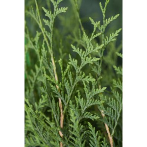 Detailaufnahme des grünen Lebensbaum Brabant (Thuja) für Hecken.