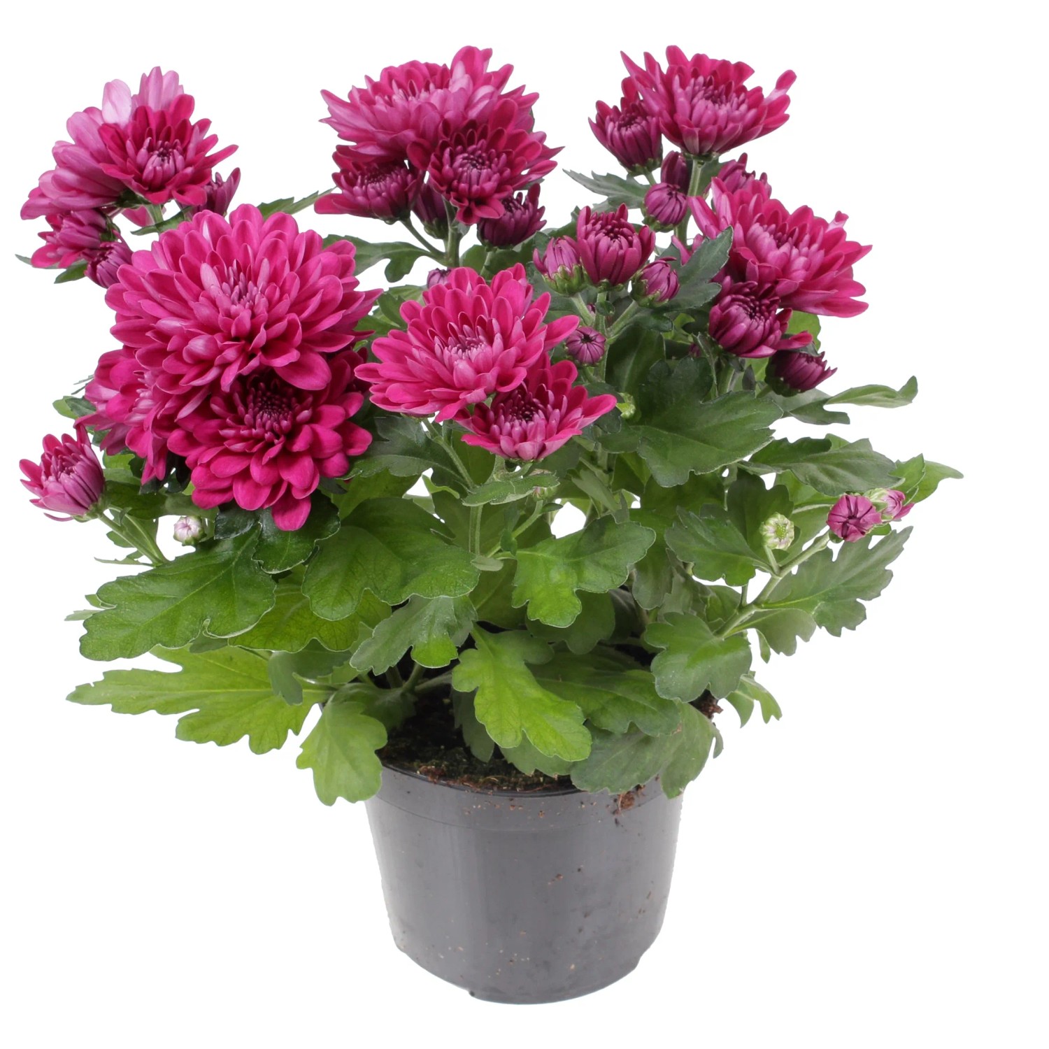 Chrysantheme doppelbltig Lila Hhe 20-30 cm Topf- 12 cm Chrysanthemum  indicum kaufen bei OBI