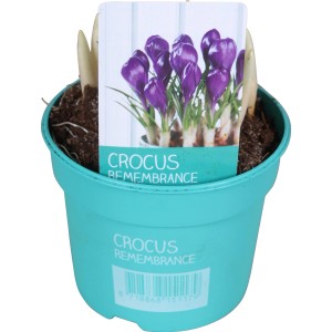 Blauer Krokus 'Diamond Collection' im Topf (ca. 12 cm Ø) für die Frühjahrsbepflanzung.