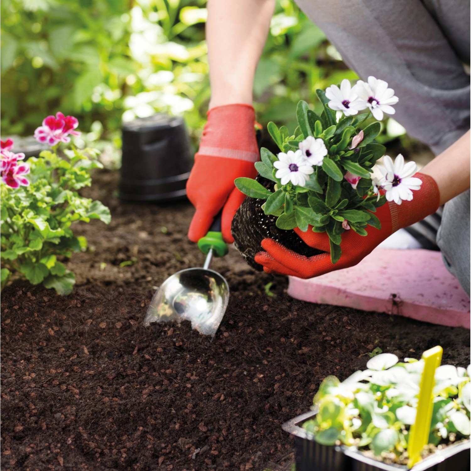 Seramis Blumenerde Torffrei 20 l beim Pflanzen von Blumen im Garten.