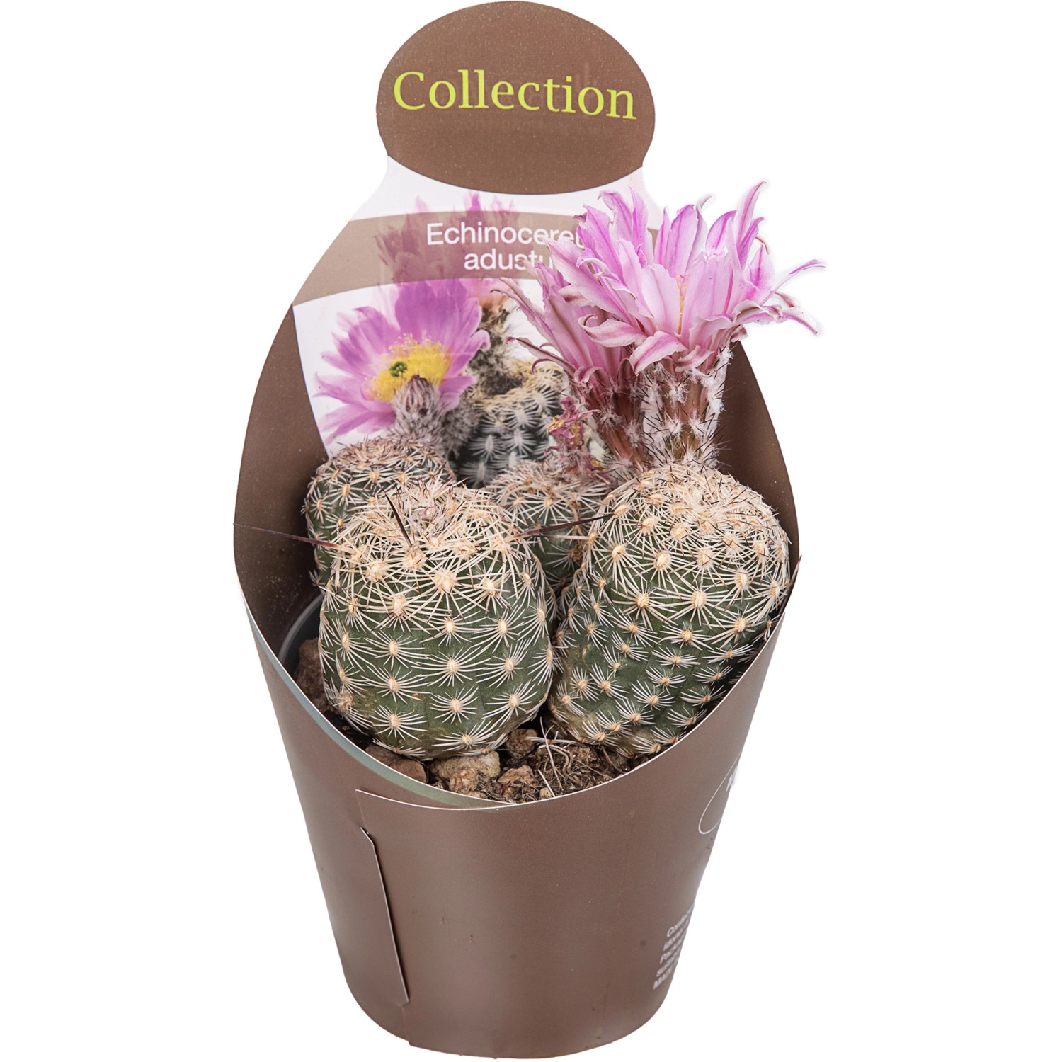 Giromagi Sukkulente, dreifach sortiert, mit rosa Blüte im Topf (Höhe 15-20cm)