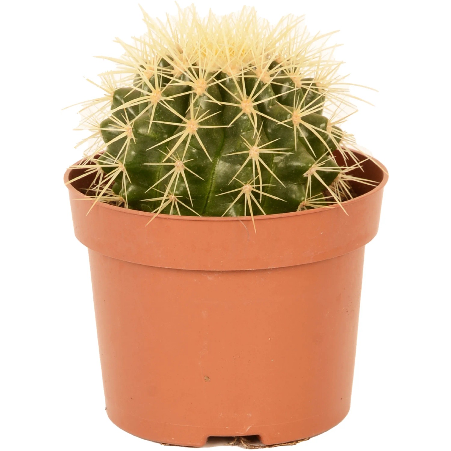 Kaktus sortiert Hhe ca. 35 cm Topf- 17 cm Cactus canarias kaufen bei OBI