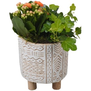 Zimmerpflanzen-Arrangement mit Kalanchoe und Efeu im Beton-Gefäß.