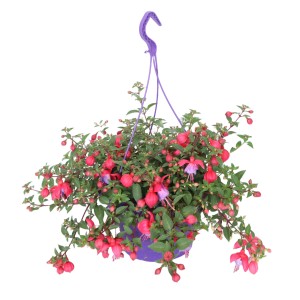 Hängende Ampelpflanze mit Petunien, Lobelien und Fuchsien im lila Topf (ca. 21 cm Ø).