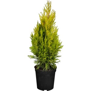 Gelber Riesen-Lebensbaum '4ever Goldy' im Topf, ca. 60-80 cm hoch. Thuja als Solitärpflanze.