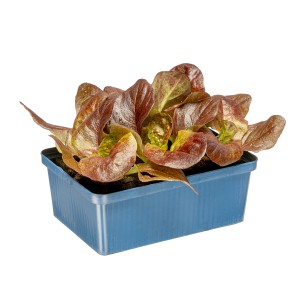 Kiepenkerl Kopfsalat Rot in 6er Schale, dunkelrote Salatblätter in blauem Pflanzgefäß.