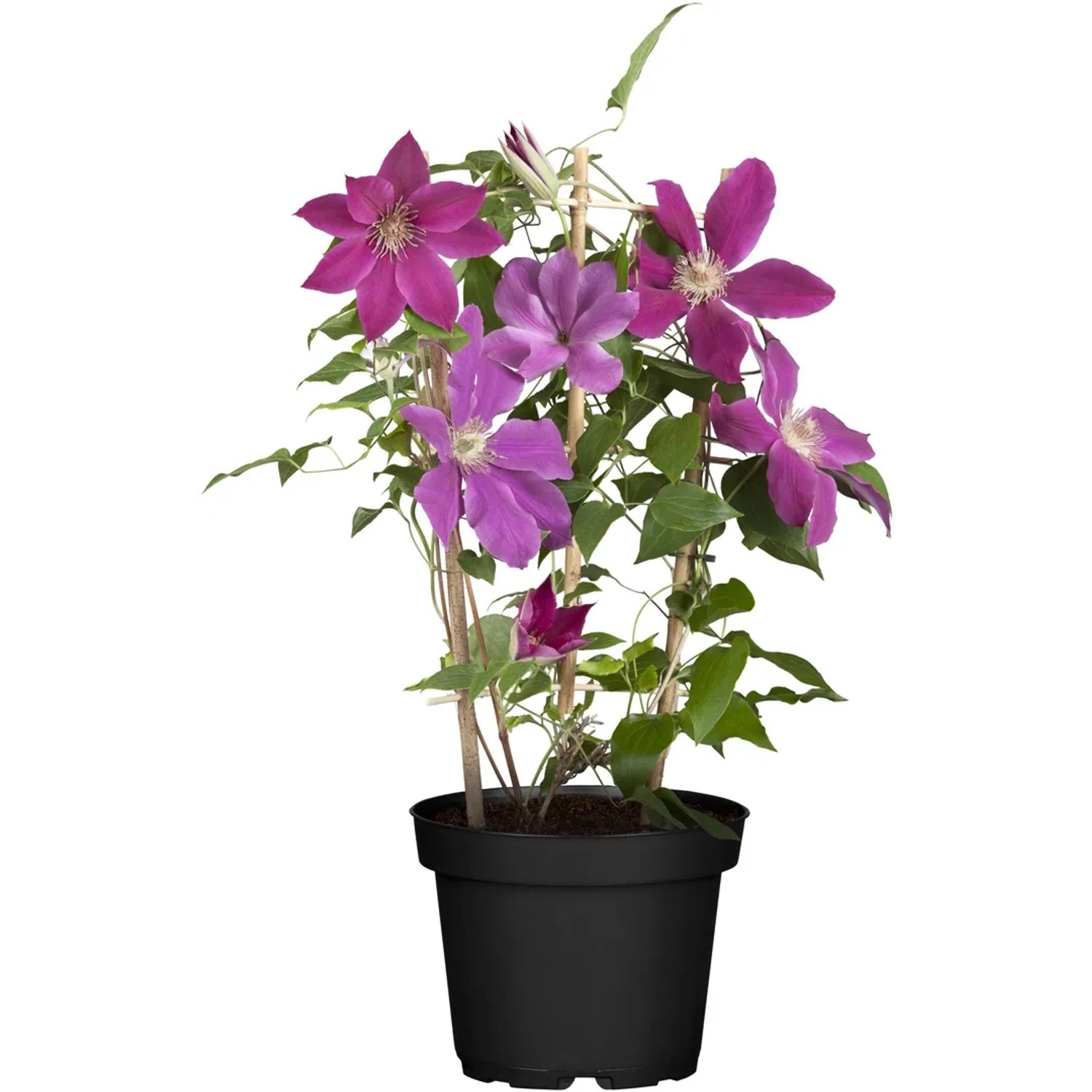 wisteria decoration A6939 Flower Wisteria Wall Chlorophytum Fake Plants Hanging Tree Vine  Wedding Backdrop main image 0