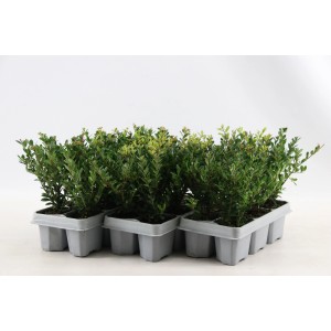 6er-Pack Japanische Stechpalme Jenny (Ilex crenata) im Anzuchttray mit grünen Blättern.