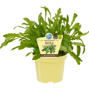 Blu Bio-Rucola im Topf (Ø 15cm). Blattgemüse mit würzig-scharfem Geschmack.