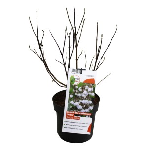 Sternchenstrauch Plena im Topf, ca. 40 cm hoch, von GROW by OBI.