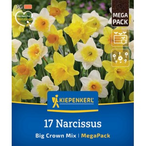 Kiepenkerl Narzissen Mega-Pack, Großkronige Mischung mit gelben und weißen Blüten, 17 Stück.