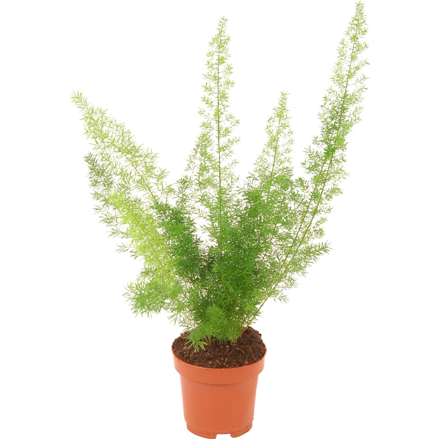 Zierspargel Topf- ca. 12 cm kaufen bei OBI