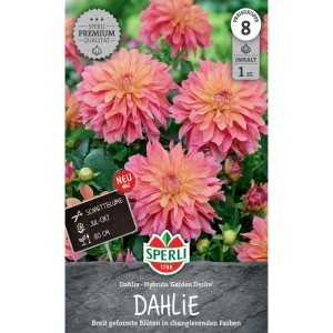 Sperli Dahlie Garden Desire mit lachsrosafarbenen Blüten und gelber Mitte. Blumenzwiebel für Beet und Kübel.