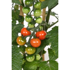 GROW by OBI Mini-Rispentomate im Topf mit roten und grünen Tomaten.