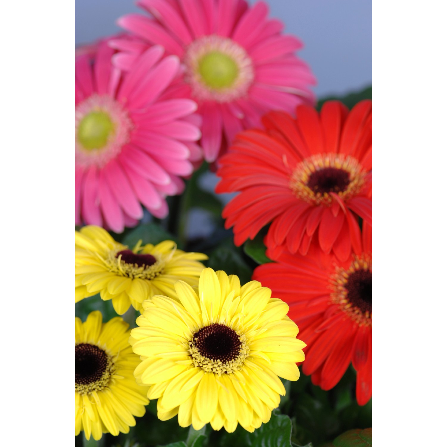 Gerbera mittelgroß verschiedene Farben TopfØ ca. 10 cm Gerbera kaufen