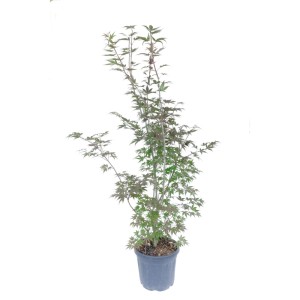 GROW by OBI Ahorn Acer palmatum Atropurpureum, ca. 100cm hoch im 18l Topf.