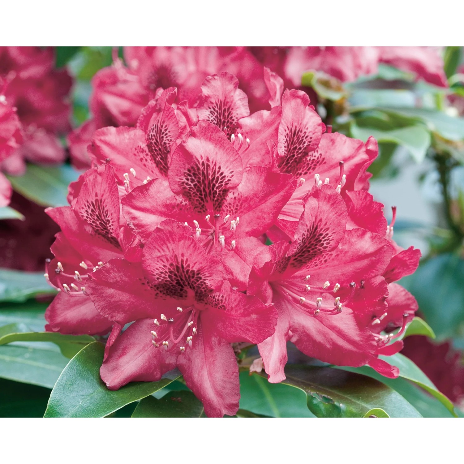 OBI Rhododendron "Nova Zembla" Rot Hhe ca. 50-60 cm Topf ca. 7,5 l  Rhododendron kaufen bei OBI
