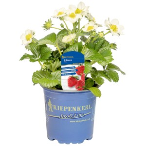 Kiepenkerl Erdbeere Polka im Topf mit weißen Blüten und grünen Blättern.