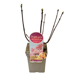 Amerikanischer Flieder "Miss Canada" Rosa Höhe ca. 60 cm Topf ca. 4,6 l Syringa