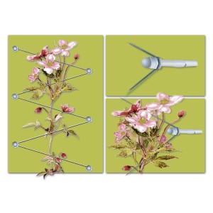 Floracord Rankhilfe aus Edelstahl mit Kletterpflanze und Seilspanntechnik.
