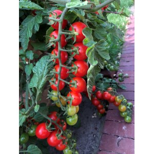 Strauchtomaten-Pflanze mit roten und grünen Tomaten im Hochbeet.