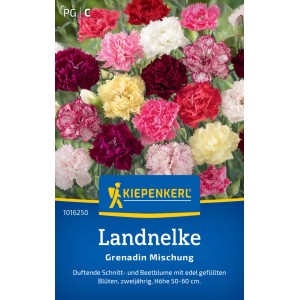 Kiepenkerl Landnelke Grenadin Mischung: Mehrfarbige, gefüllte Nelkenblüten als Blumensamen.