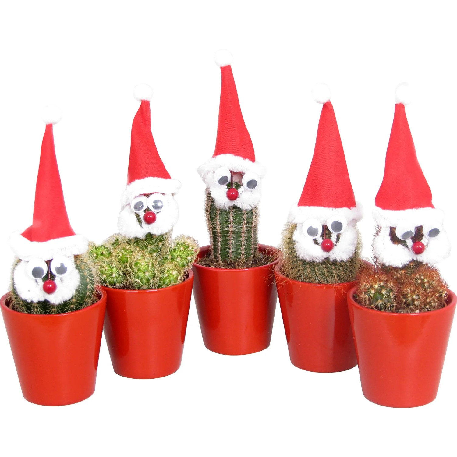 Lustiges Weihnachtsarrangement mit Mini-Kaktus Topf- ca. 5 cm kaufen bei  OBI