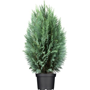 Säulenförmige, blaue Scheinzypresse Columnaris im Topf, ca. 60-80 cm hoch.