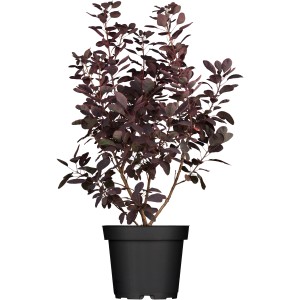 OBI Roter Perückenstrauch "Royal Purple" Rot Höhe ca. 30 - 40 cm Topf ca. 3 l
