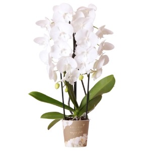 Weiße Schmetterlingsorchidee Niagara Fall im Topf, Höhe 45-55 cm. Elegante Zimmerpflanze.