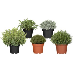 Gewürz Busch Mix im Topf (ca. 18cm Ø) mit verschiedenen Kräutern wie Thymian, Salbei und Rosmarin.