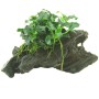 Dennerle Aquariumpflanze Anubias Nana Kirin Mini auf Wurzelholz, sattgrüne Aquariumpflanze mit gewellten Blättern.