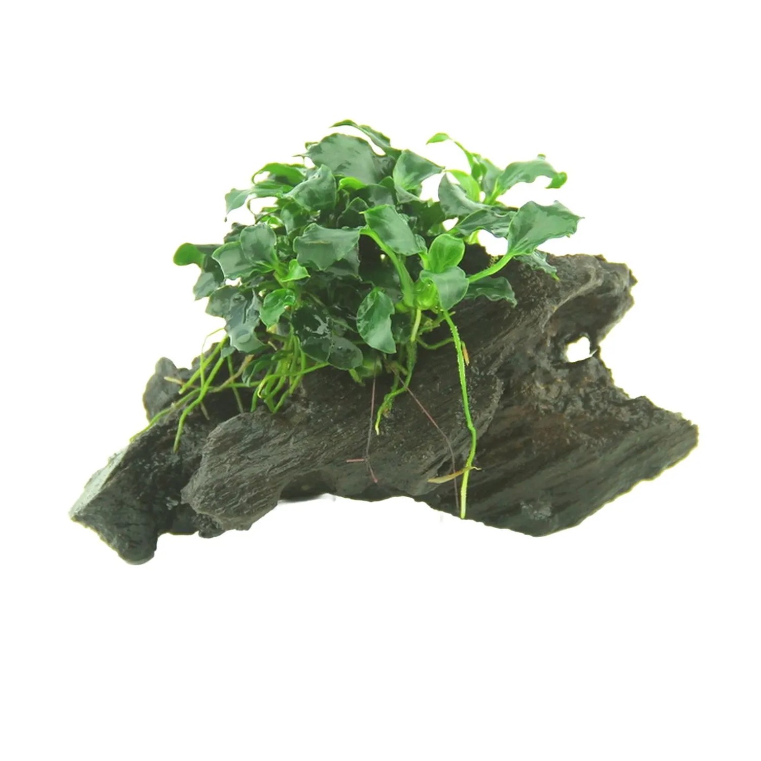 Dennerle Aquariumpflanze Anubias Nana Kirin Mini auf Wurzelholz, sattgrüne Aquariumpflanze mit gewellten Blättern.