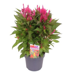 Federbusch-Celosie im Topf, ca. 40-45 cm hoch, mit pinkfarbenen Blüten.