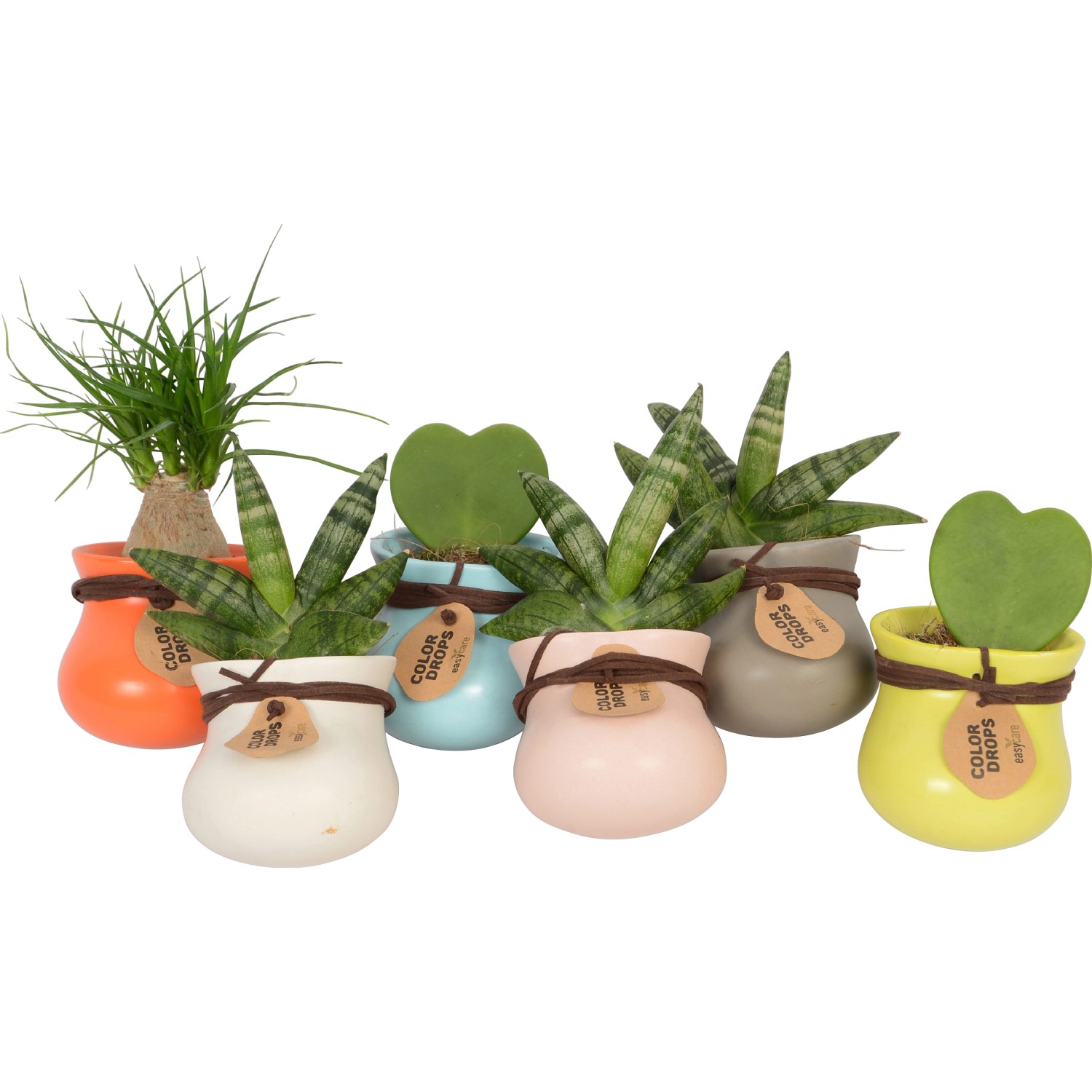 Mini-Grünpflanzen in bunten Übertöpfen (Topf-Ø ca. 6 cm).