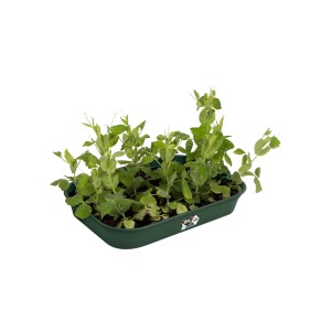 Elho Anzuchtschale Green Basics mit jungen Pflanzen, 36x26,5x6cm, grün.