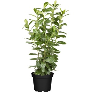Kirschlorbeer "Novita" Set à 20 Stück Höhe ca. 80 - 100 cm Prunus laurocerasus
