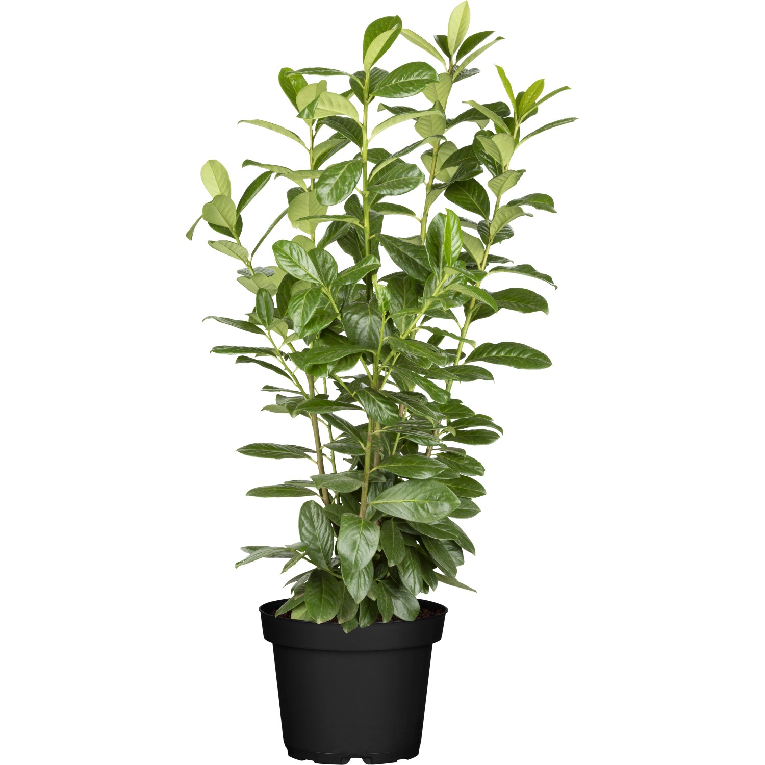 monstera adansonii bolivian Monstera Adansonii 'Swiss Cheese Plant' – ECOVIBE main image 0
