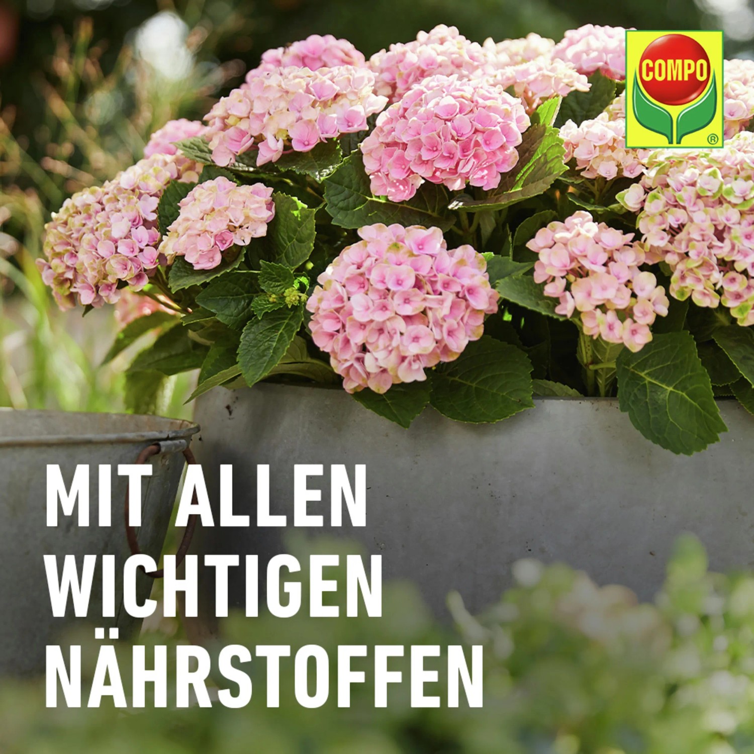Compo Blhpflanzendnger 1 l kaufen bei OBI
