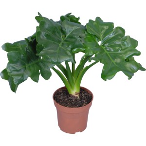 Atom Topf-Pflanze (Philodendron bipinnatifidum) mit dekorativen, grünen Blättern im braunen Topf.