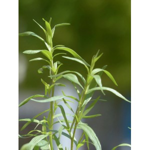 Frischer Estragon (Artemisia dracunculus) im Topf, ein aromatisches Küchenkraut für Garten und Küche.