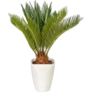 Palmfarn Cycas revoluta im weißen Keramiktopf, Topfgröße ca. 12 cm.