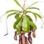 Hängende Kannenpflanze (Nepenthes) im Topf mit grünen Blättern und roten Kannen.